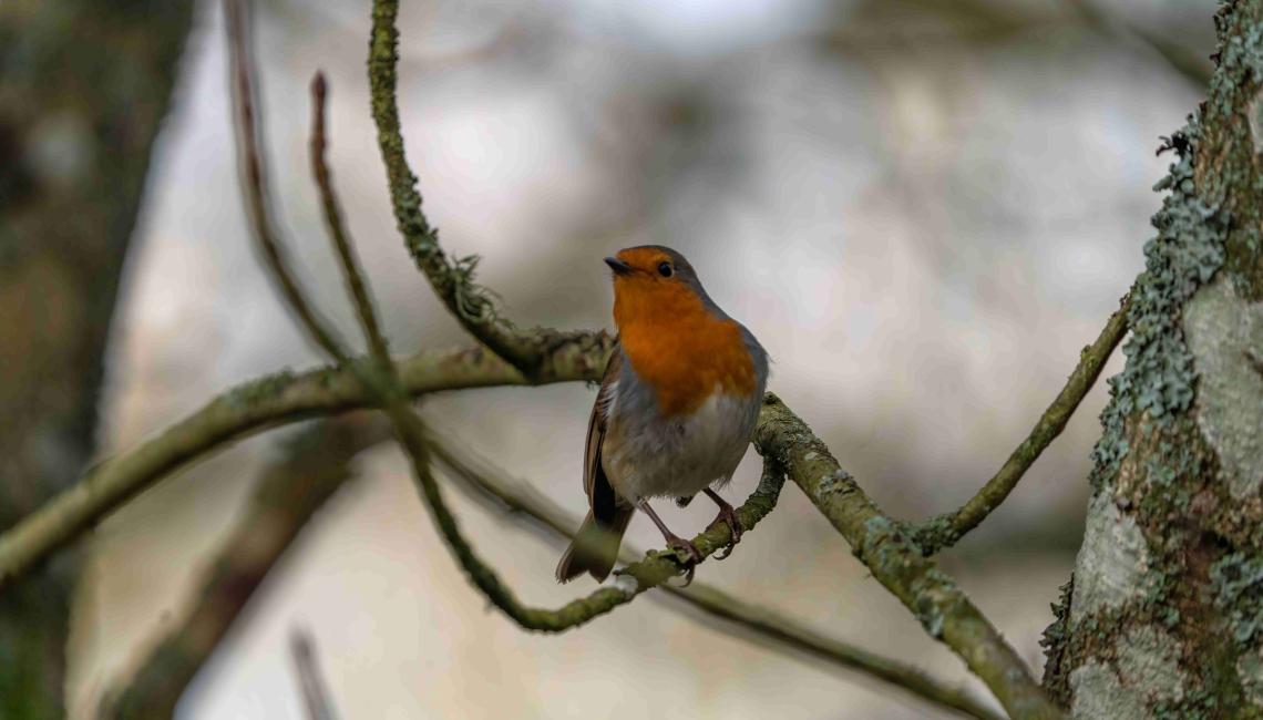 Robin perched on a lichen-covered branch