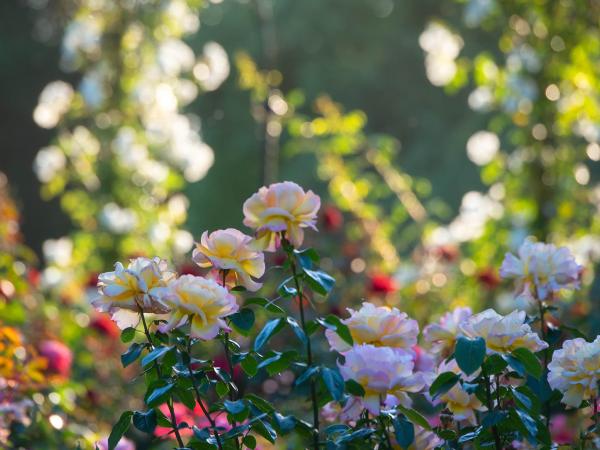 Blooming Potential: Bring Your New Build Garden to Life image 1, view larger