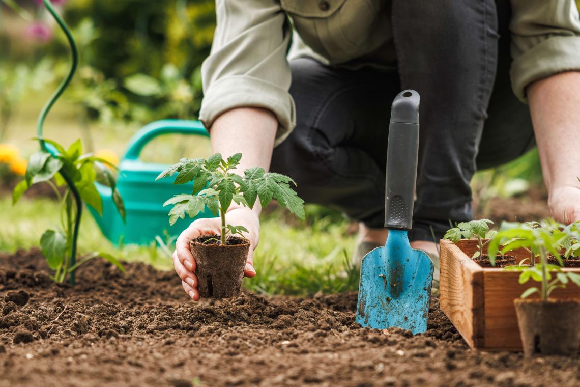 Gardener planting a tomato seedling in a vegetable bed next to a trowel