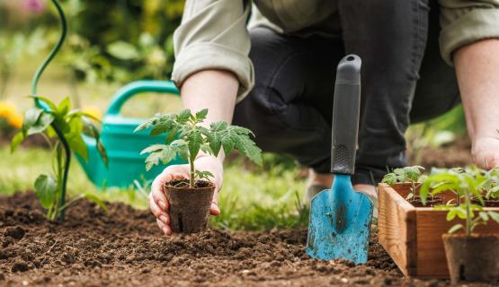 Pye Homes helps Fareham pupils dig into learning with new school allotment