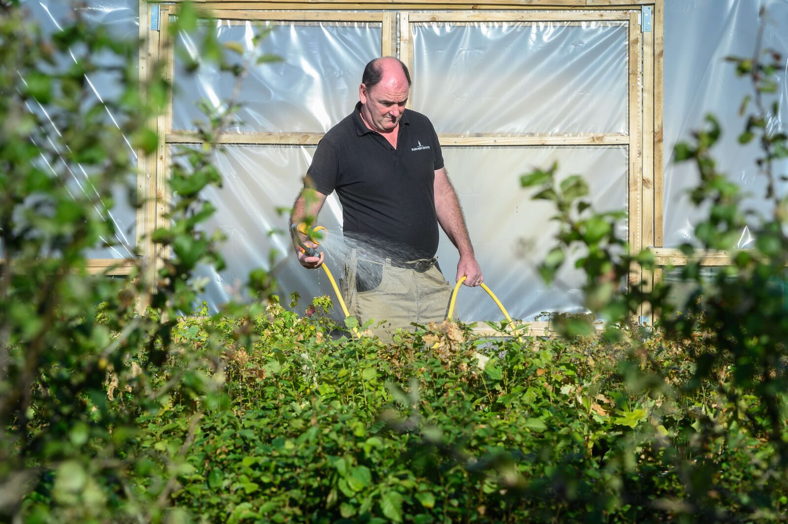 Blenheim Estate forestry worker watering young trees in a tree nursery