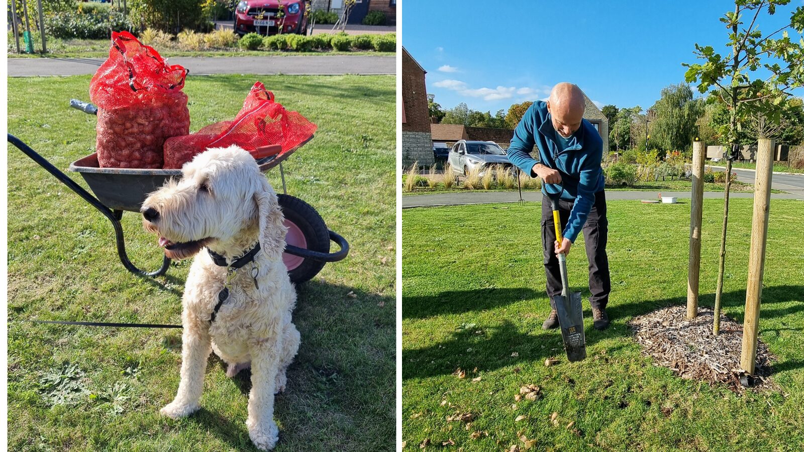 Dog beside a wheelbarrow of daffodil bulbs, and a man digging on a grass verge